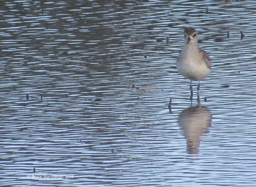 shorebird, Florida