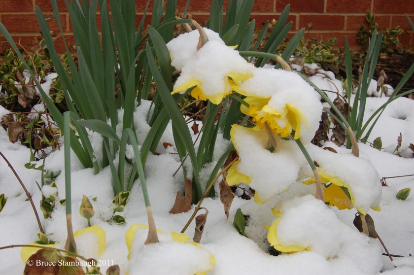 snow on spring flowers