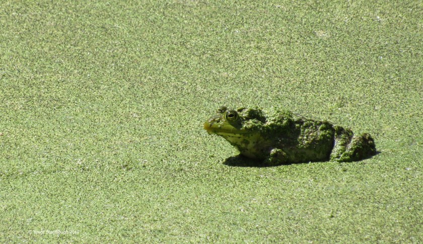 bullfrog, St. Patrick's Day