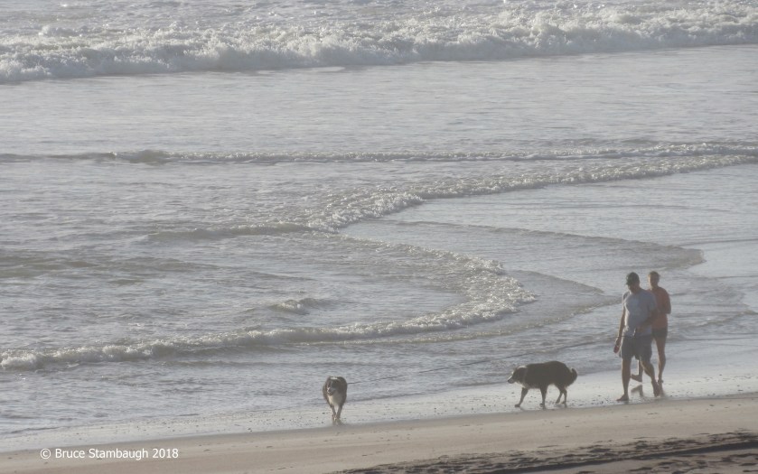 dogs on the beach, Fernandina Beach FL