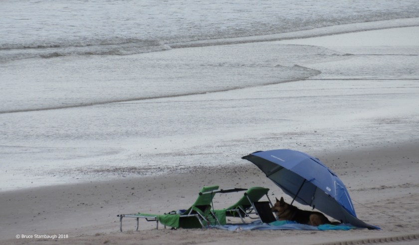 dog under umbrella, Fernandina Beach FL
