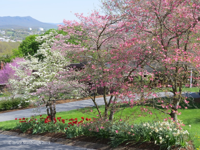 spring, Virginia, Shenandoah Valley