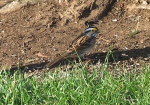 white-throated sparrow, Virginia
