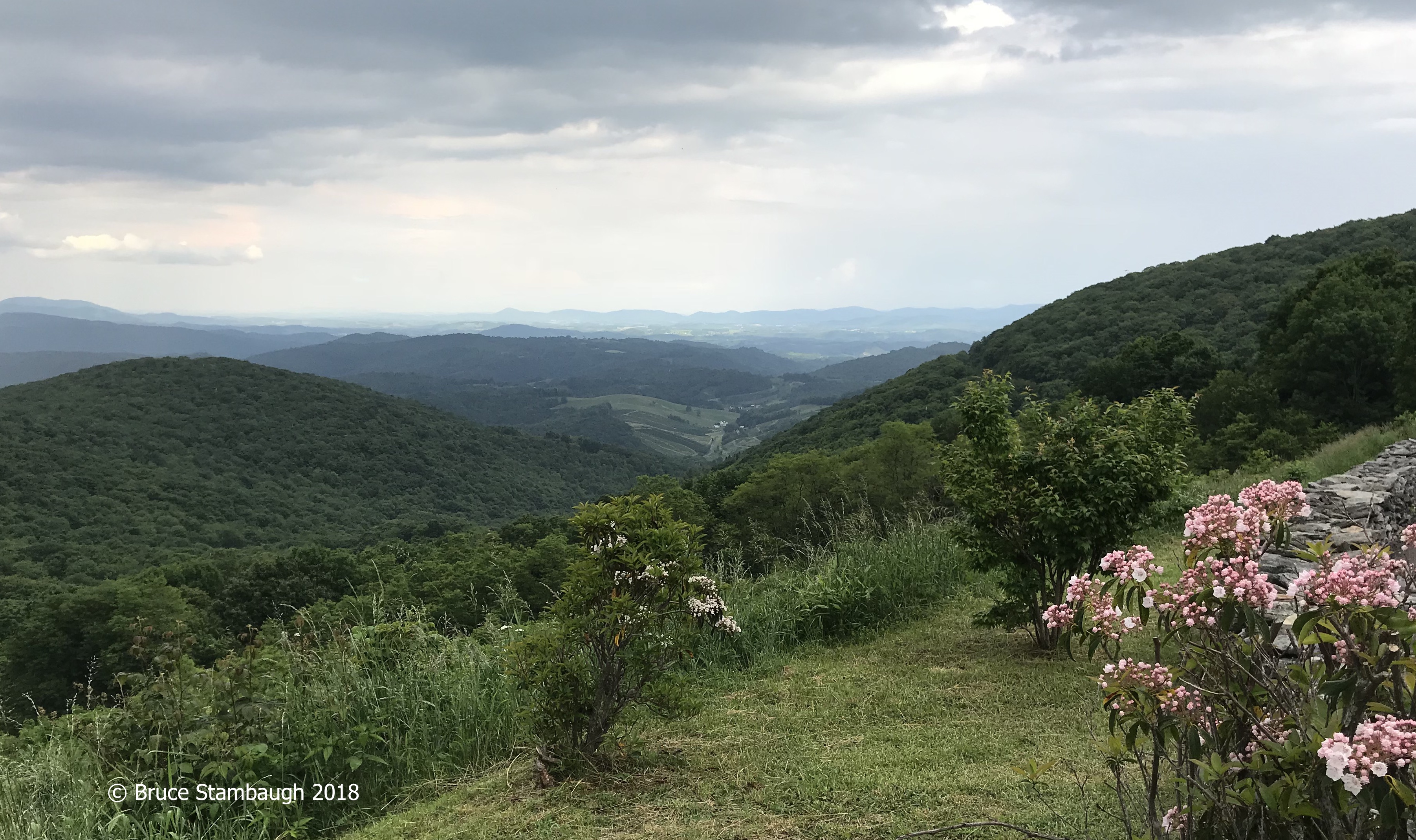 mountain laurel, Grayson Highlands SP VA, Whitetop VA, SW VA