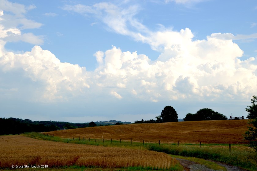 wheat and oats, Rockingham Co. VA