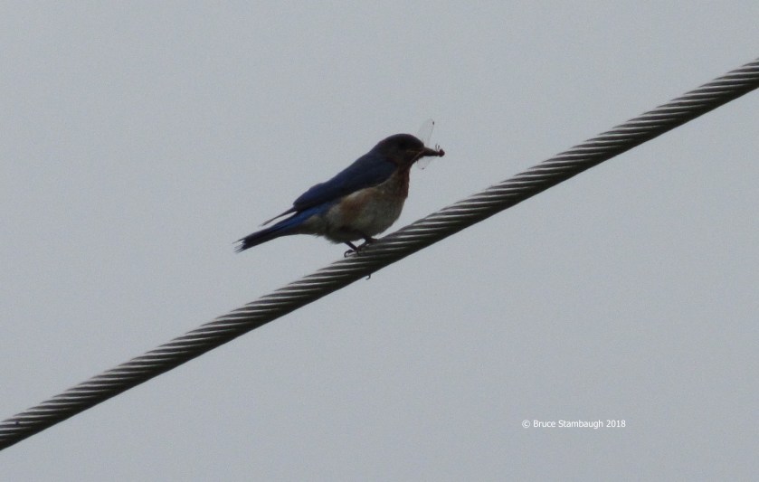 dragonfly, feeding young