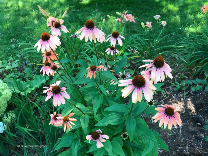 purple coneflowers