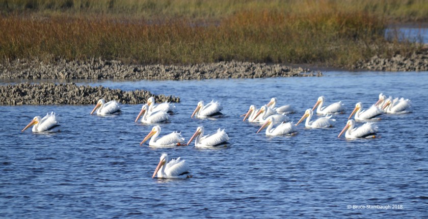 bird migration, Jacksonville FL