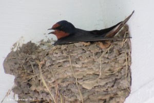 barn swallow, insect-eating birds