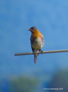 eastern bluebird, bird migration