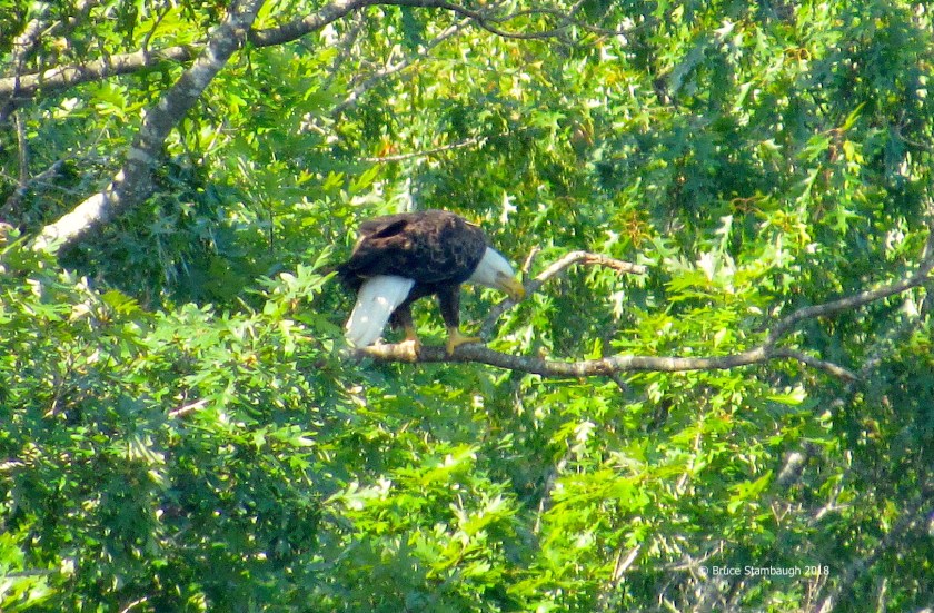 Leesville Lake VA, Bald Eagle