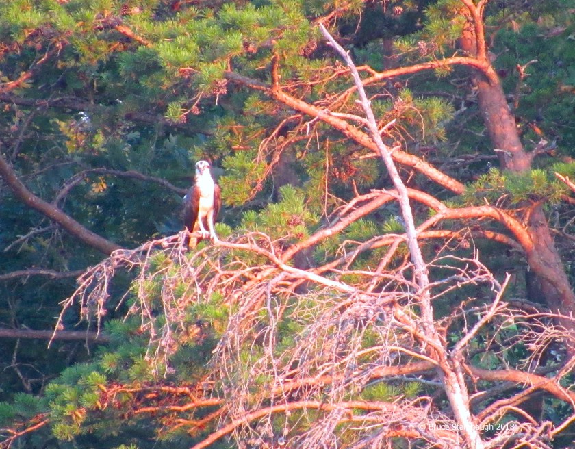 Osprey, Virginia