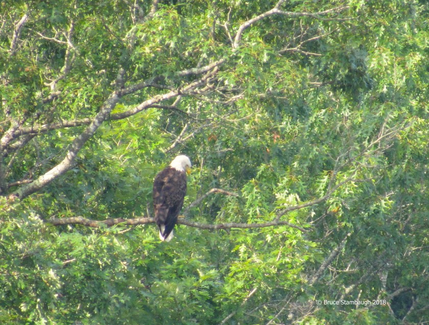 Bald Eagle, Virginia