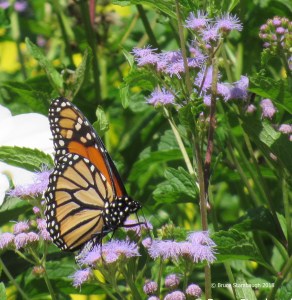 Monarch butterfly