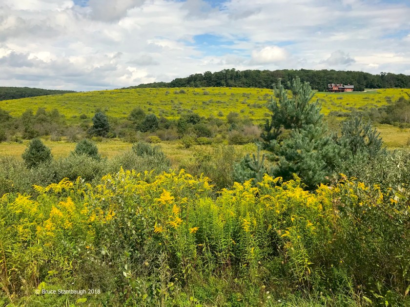 goldenrod, rural scene