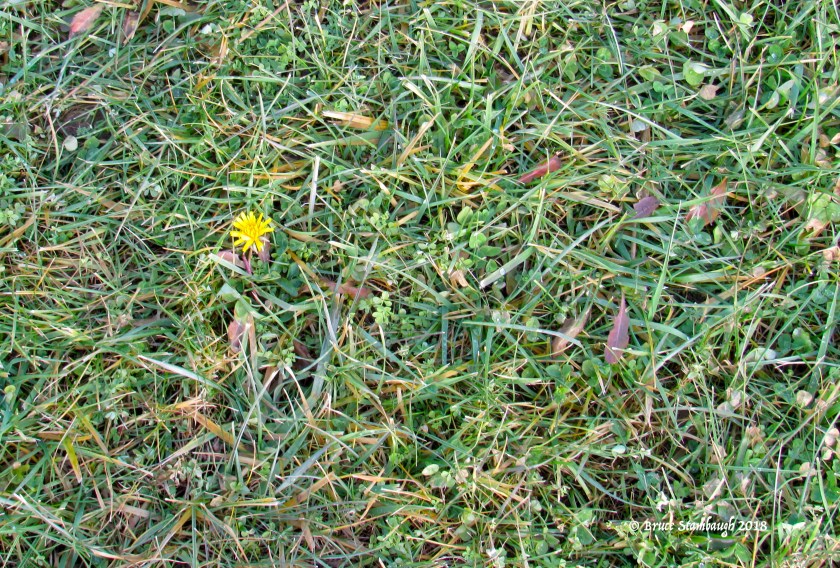 Norma Johnson Wildlife Center