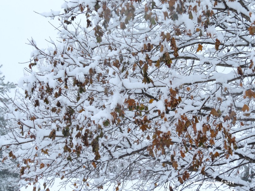 burnished leaves laden with snow