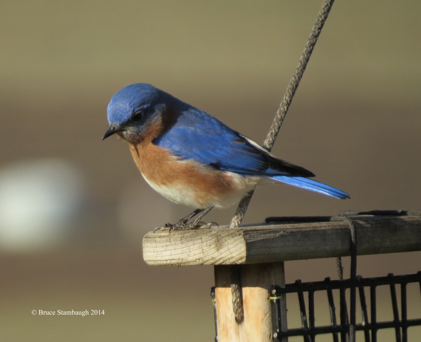 eastern bluebird in winter