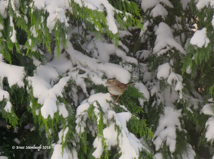 white-throated sparrow, Shenandoah Valley,
