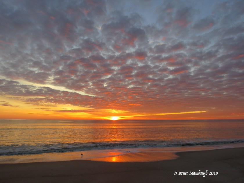 willet, Atlantic Ocean, sunrise photography, Fernandina Beach FL