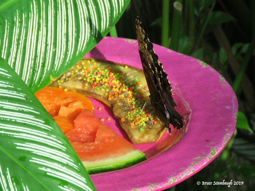 Butterfly Conservancy, Key West FL