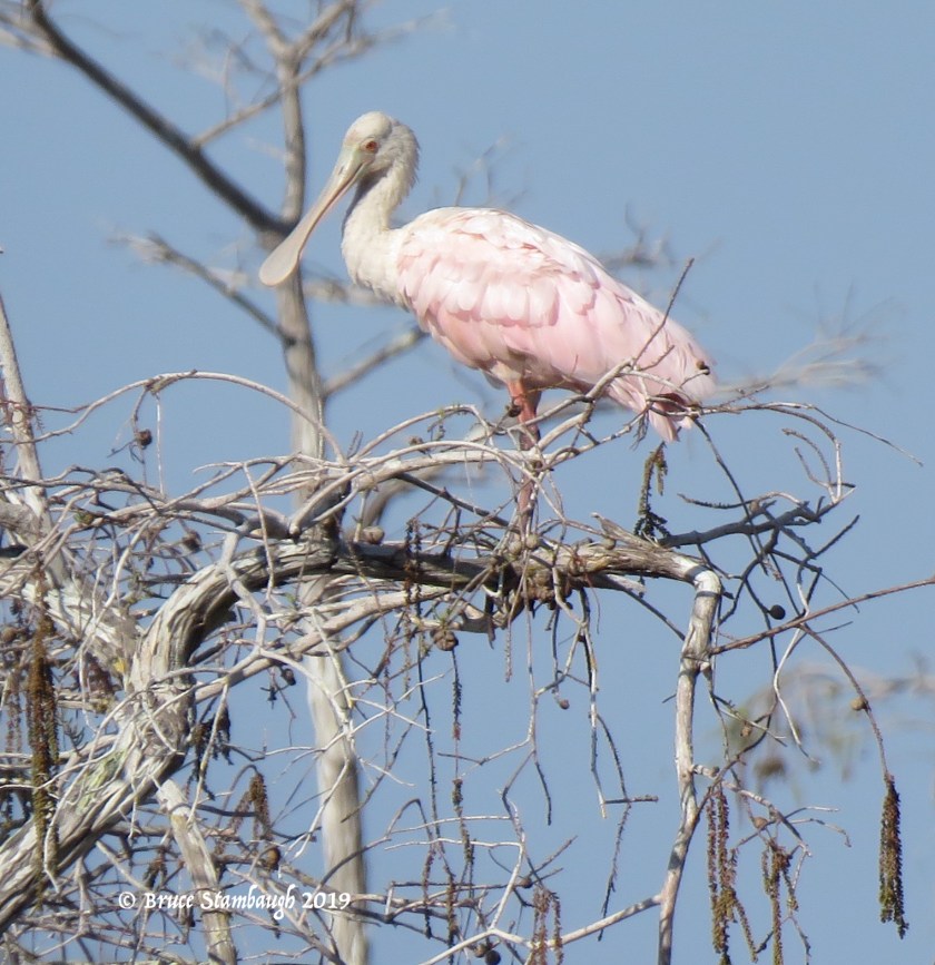roseate spoonbill, Everglades NP