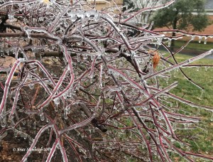 ice storm, Harrisonburg VA