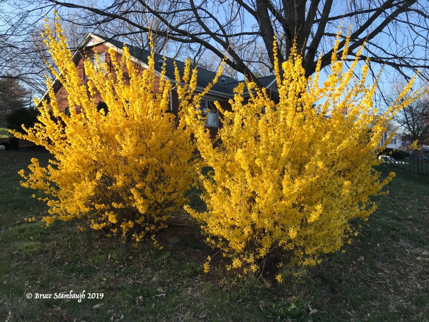 forsythia, aglow, Harrisonburg VA