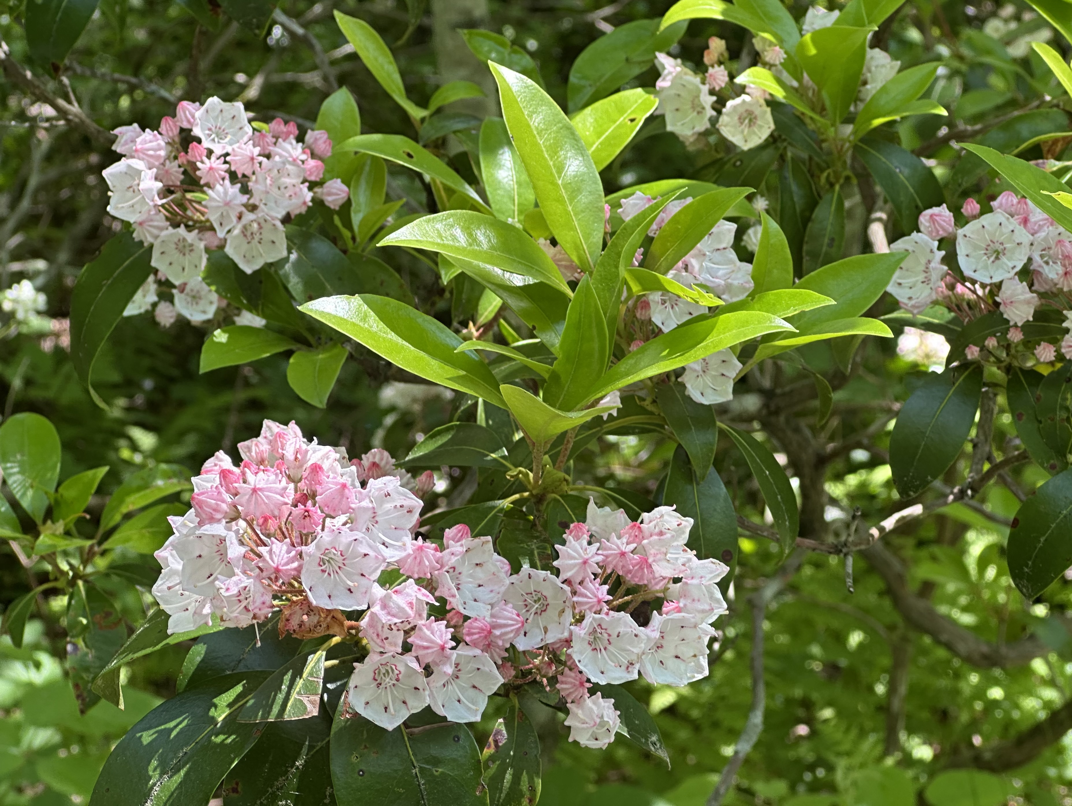 In Search of Mountain Laurel – Roadkill Crossing