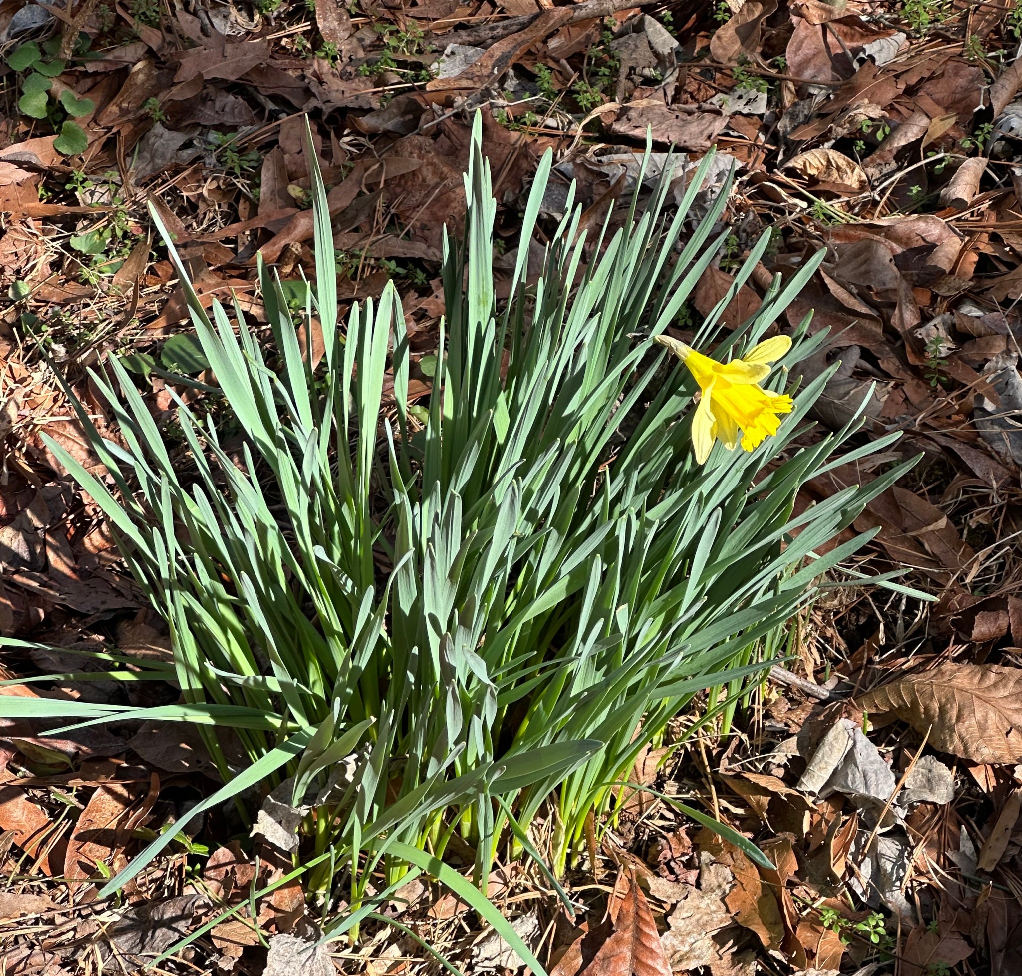 First Daffodil - Roadkill Crossing
