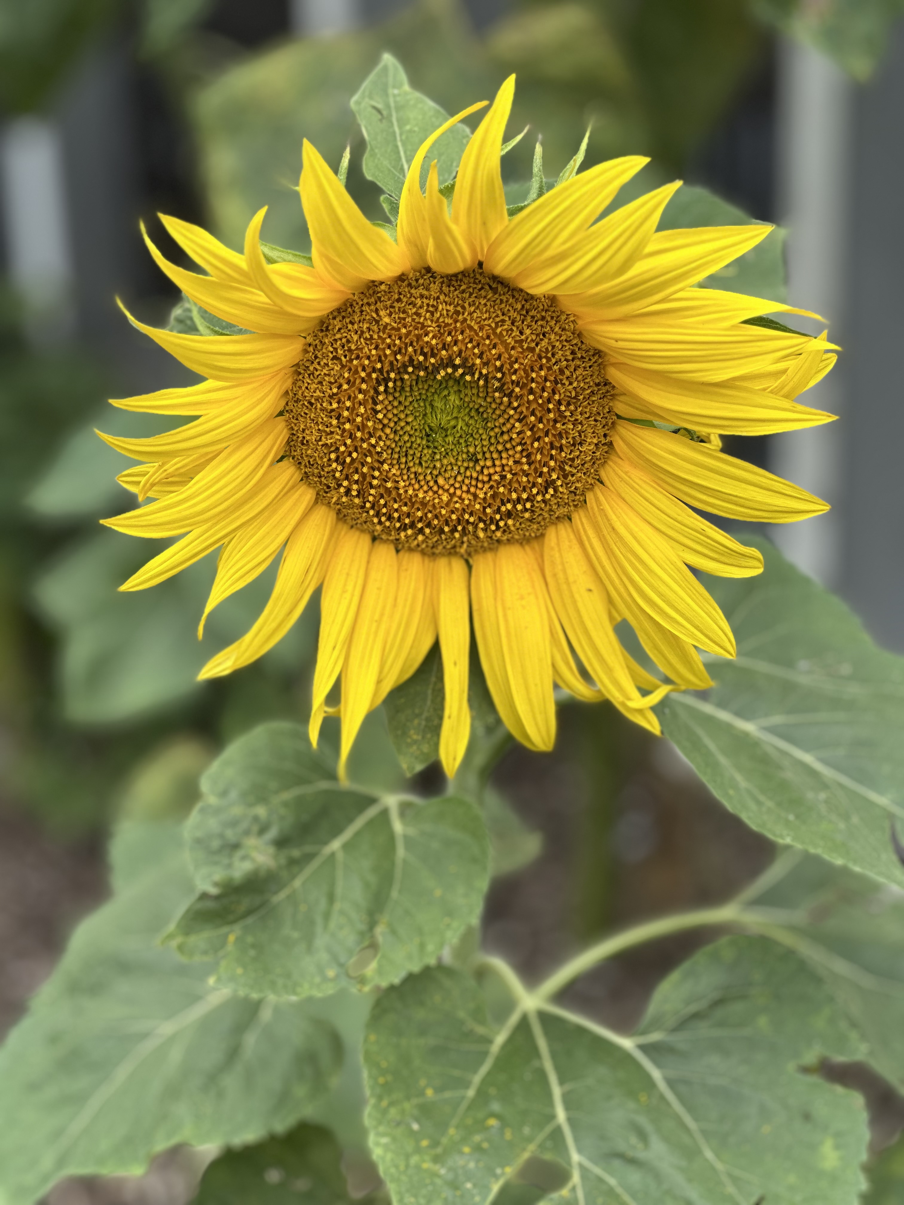 First Sunflower – Roadkill Crossing