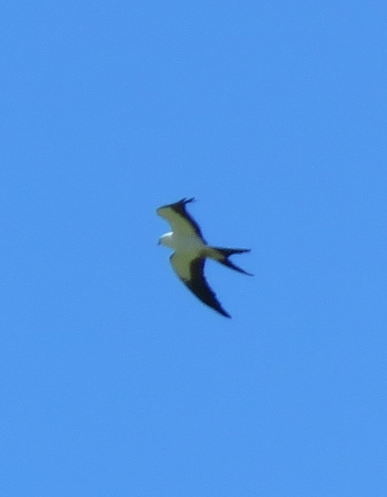 A Swallowtail Kite. Photo by Bruce Stambaugh